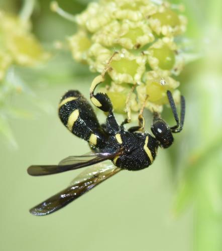 Leucospis dorsigera